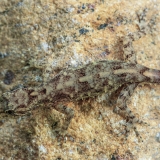 Uolinis gekonas - Cnemaspis sp. | Fotografas Gintautas Steiblys