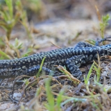 Andalūzijos uolinis driežas - Podarcis vaucheri | Fotografas Gintautas Steiblys