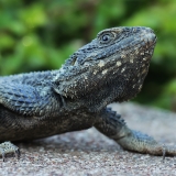 Žvaigždėtoji agama - Laudakia stellio | Fotografas Gintautas Steiblys