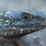 Žvaigždėtoji agama - Laudakia stellio | Fotografas Gintautas Steiblys