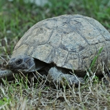 Graikinis vėžlys - Testudo graeca | Fotografas Gintautas Steiblys