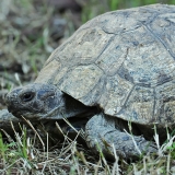 Graikinis vėžlys - Testudo graeca | Fotografas Gintautas Steiblys