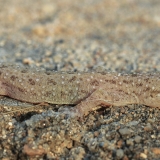 Dėmėtasis naminis gekonas - Hemidactylus parvimaculatus | Fotografas Gintautas Steiblys