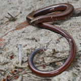 Trapusis gluodenas - Anguis fragilis | Fotografas Gintautas Steiblys