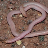 Europinis aklažaltis - Xerotyphlops vermicularis | Fotografas Gintautas Steiblys
