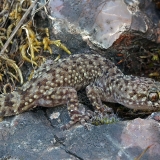 Viduržeminis gekonas - Hemidactylus turcicus | Fotografas Gintautas Steiblys