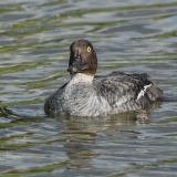 Klykuolė - Bucephala clangula ♀ | Fotografas Gintautas Steiblys