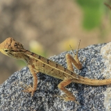 Raudongurklis kalotas - Calotes versicolor, juv. | Fotografas Gintautas Steiblys