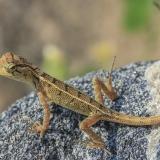 Raudongurklis kalotas - Calotes versicolor, juv. | Fotografas Gintautas Steiblys