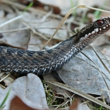 Paprastoji angis - Vipera berus | Fotografas Gintautas Steiblys