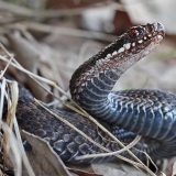 Paprastoji angis - Vipera berus | Fotografas Gintautas Steiblys
