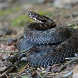 Paprastoji angis - Vipera berus | Fotografas Gintautas Steiblys