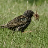 Paprastasis varnėnas - Sturnus vulgaris | Fotografas Gintautas Steiblys
