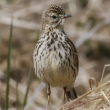 Pievinis kalviukas - Anthus pratensis | Fotografas Gintautas Steiblys