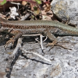 Driežas - Anatololacerta finikensis ♀ | Fotografas Gintautas Steiblys