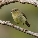 Kanarinė pečialinda - Phylloscopus canariensis | Fotografas Gintautas Steiblys