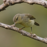Kanarinė pečialinda - Phylloscopus canariensis | Fotografas Gintautas Steiblys