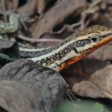 Driežas - Anatololacerta finikensis ♂ | Fotografas Gintautas Steiblys