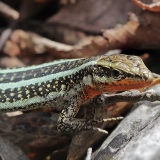 Driežas - Anatololacerta finikensis ♂ | Fotografas Gintautas Steiblys