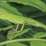 Paprastasis kalotas - Calotes calotes, juv. | Fotografas Gintautas Steiblys
