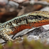 Driežas - Anatololacerta finikensis ♂ | Fotografas Gintautas Steiblys