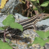 Vakarinis kanarinis driežas - Gallotia galloti ♀ | Fotografas Gintautas Steiblys