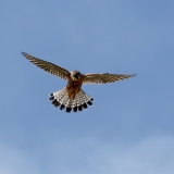 Paprastasis pelėsakalis - Falco tinnunculus ssp. canariensis | Fotografas Gintautas Steiblys