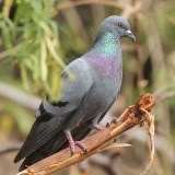 Uolinis karvelis - Columba livia | Fotografas Gintautas Steiblys