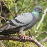 Uolinis karvelis - Columba livia | Fotografas Gintautas Steiblys