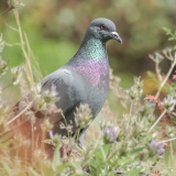 Uolinis karvelis - Columba livia | Fotografas Gintautas Steiblys