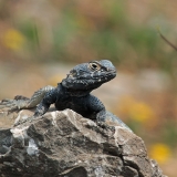 Žvaigždėtoji agama - Laudakia stellio | Fotografas Gintautas Steiblys