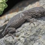 Tenerifinis sieninis gekonas - Tarentola delalandii | Fotografas Gintautas Steiblys