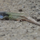 Vakarinis kanarinis driežas - Gallotia galloti ♂ | Fotografas Gintautas Steiblys