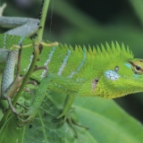 Paprastasis kalotas - Calotes calotes ♀ | Fotografas Gintautas Steiblys