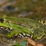 Ežerinė varlė - Pelophylax ridibundus | Fotografas Gintautas Steiblys