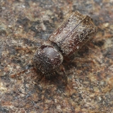 Gaubtavabalis - Scobicia barbifrons | Fotografas Gintautas Steiblys