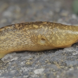 Gelsvasis šliužys - Limacus flavus | Fotografas Gintautas Steiblys