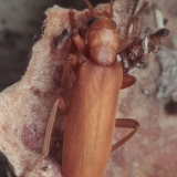 Laibavabalis - Nacerdochroa concolor | Fotografas Gintautas Steiblys