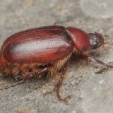 Grambuolys - Pachydema sp. | Fotografas Gintautas Steiblys