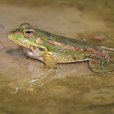 Levantinė varlė - Pelophylax bedriagae | Fotografas Gintautas Steiblys