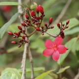 Braivėlis - Jatropha integerrima | Fotografas Gintautas Steiblys