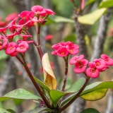Dygliuotoji karpažolė - Euphorbia milii | Fotografas Gintautas Steiblys