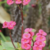 Dygliuotoji karpažolė - Euphorbia milii | Fotografas Gintautas Steiblys