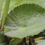 Egiptinė vandens lelija - Nymphaea lotus | Fotografas Gintautas Steiblys