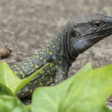 Vakarinis kanarinis driežas - Gallotia galloti ♂ | Fotografas Gintautas Steiblys