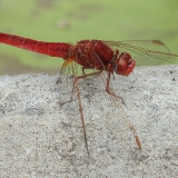 Ryškiapilvė skėtė - Crocothemis erythraea ♂ | Fotografas Gintautas Steiblys