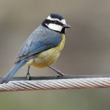 Kanarinė mėlynoji zylė - Cyanistes teneriffae | Fotografas Gintautas Steiblys
