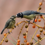 Kanarinė mėlynoji zylė - Cyanistes teneriffae | Fotografas Gintautas Steiblys