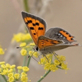 Mažasis auksinukas - Lycaena phlaeas | Fotografas Gintautas Steiblys