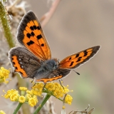 Mažasis auksinukas - Lycaena phlaeas | Fotografas Gintautas Steiblys